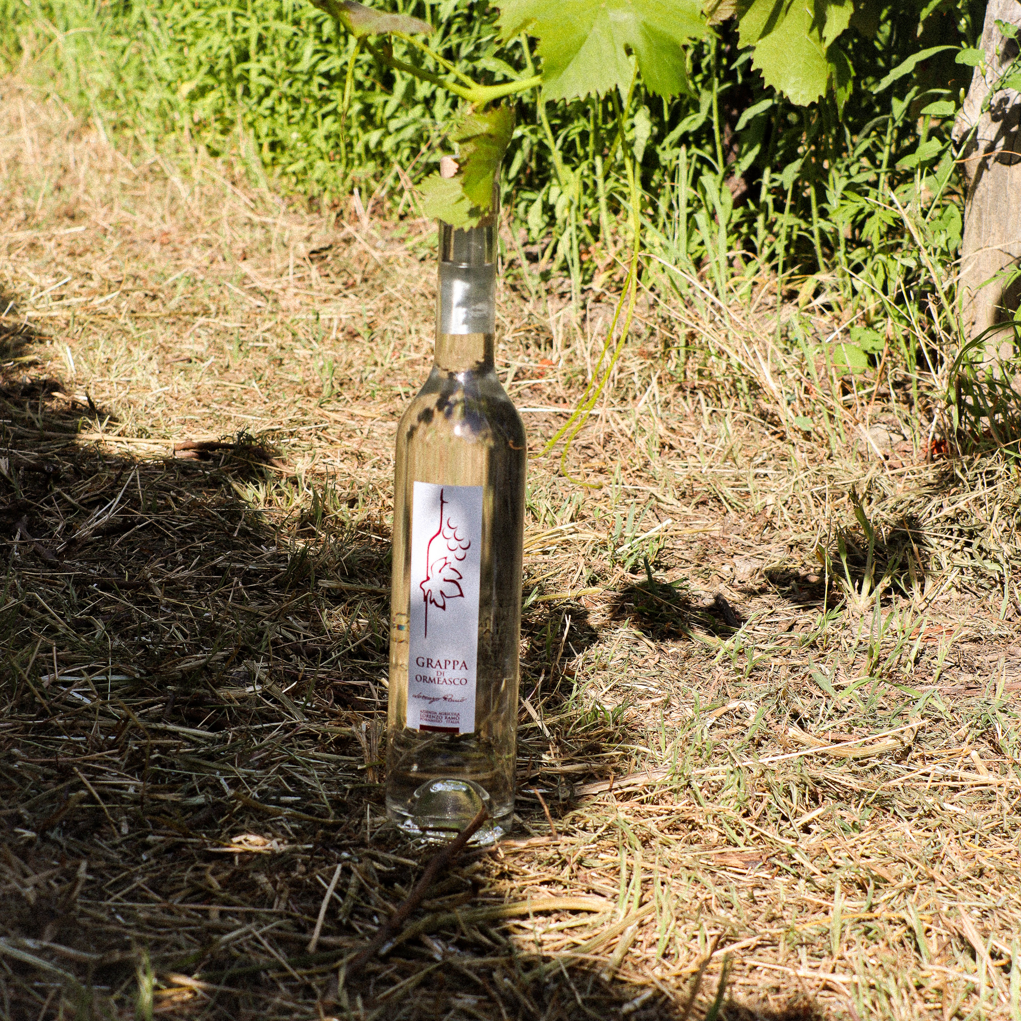 Grappa all'Ormeasco - immagine 2
